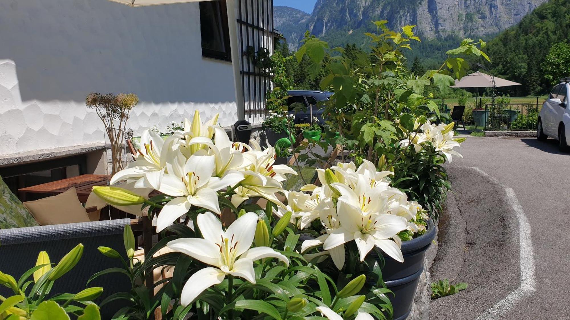 Haus Alpenblick Διαμέρισμα Όμπερτραουν Εξωτερικό φωτογραφία